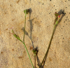 Cordylostigma virgatum