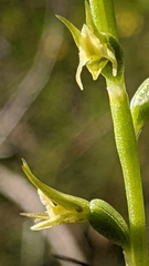 Prasophyllum pallidum