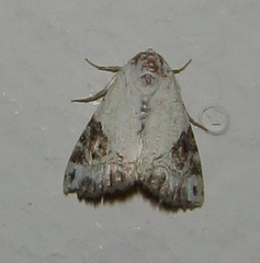 Eublemma ecthaemata