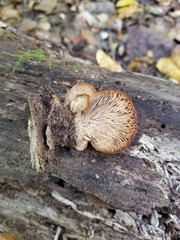 Crepidotus crocophyllus