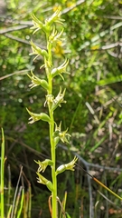 Prasophyllum pallidum