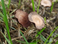 Coprinellus