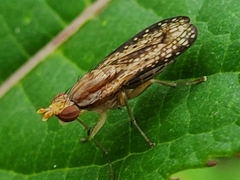 Trypetoptera canadensis