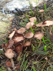 Coprinellus