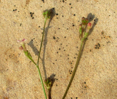 Cordylostigma virgatum