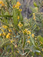 Senna artemisioides