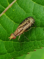 Trypetoptera canadensis
