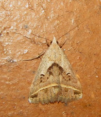 Acantholipes trimeni