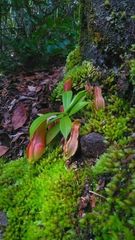 Nepenthes reinwardtiana