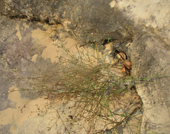 Cordylostigma virgatum