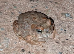 Anaxyrus microscaphus