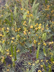 Senna artemisioides