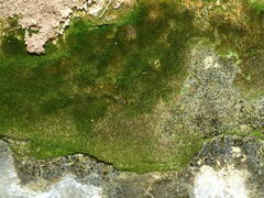 Eucladium verticillatum