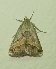 Acantholipes trimeni