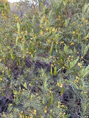 Senna artemisioides