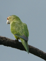 Eupsittula canicularis