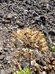 Astydamia latifolia