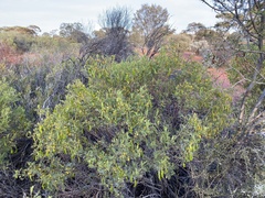 Senna artemisioides