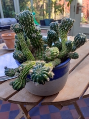 Trichocereeae