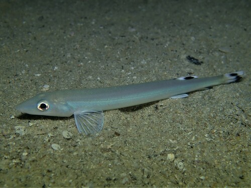 Beaked salmon (Gonorynchus greyi) — Gonorynchidae — 4