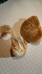 Crepidotus mollis