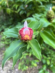 Costus lucanusianus