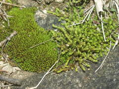 Tortella squarrosa