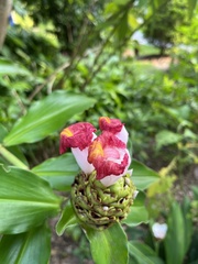 Costus lucanusianus
