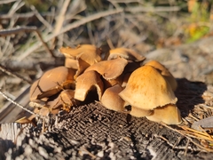 Hypholoma fasciculare