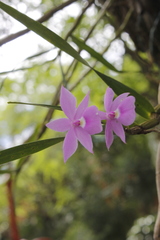 Dimerandra emarginata