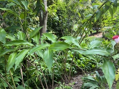 Costus lucanusianus