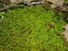 Tortella squarrosa