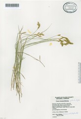 Carex praticola
