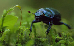 Anoplotrupes stercorosus