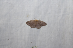 Lambdina pellucidaria