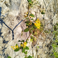 Gaudichaudia cynanchoides
