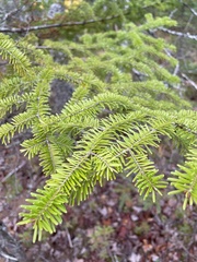 Abies balsamea