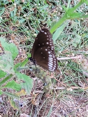 Euploea core