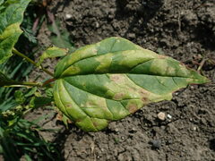 Peronospora chenopodii