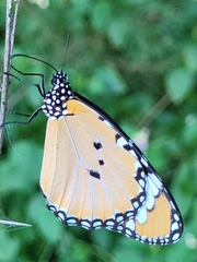 Danaus chrysippus