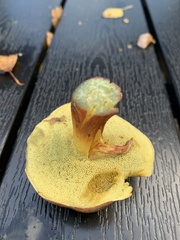 Xerocomellus pruinatus