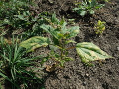 Peronospora chenopodii