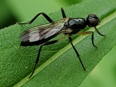 Cordilura