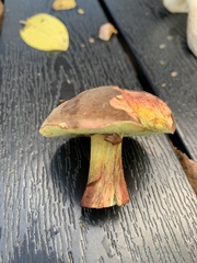 Xerocomellus pruinatus