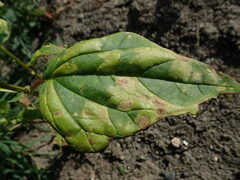 Peronospora chenopodii