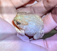 Anaxyrus microscaphus