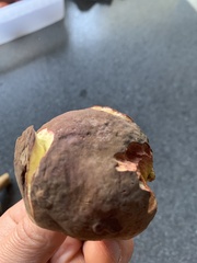 Xerocomellus pruinatus