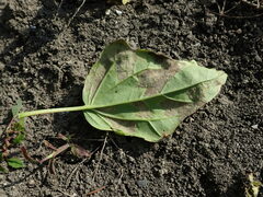 Peronospora chenopodii