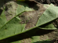 Peronospora chenopodii