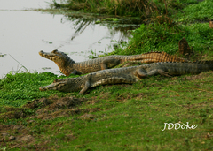 Caiman yacare